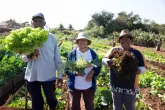 Da esquerda para direita, seo Aldevandro dos Santos, Zilda Moreira e Idalina Marcelino, todos possuem canteiros na horta comunitária do Conjunto Guaiapó – Foto: Cary Bertazzoni/PMM