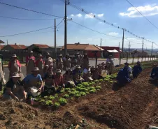 Cultivar Energia