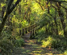 Parque Estadual do Rio da Onça. Foto: Denis Netto.