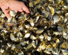 Alevinos. Foto: Divulgação SEDEST.