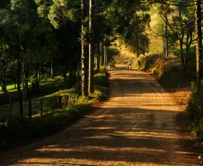 Estrada do Arvoredo