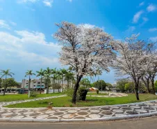 IPE BRANCO NA PRAÇA PORTUGAL