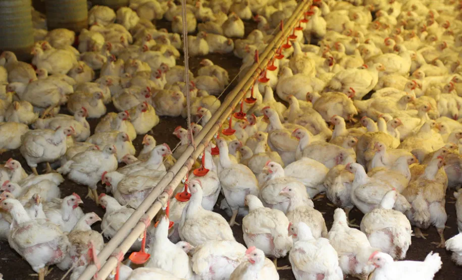 Foto: Jonas Oliveira.