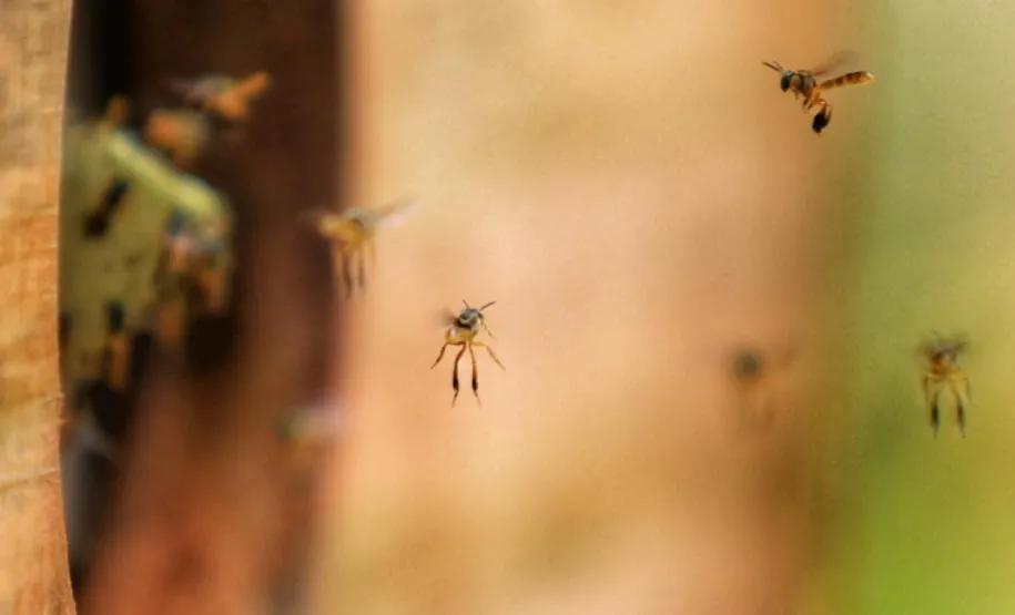 Abelhas jataí. Foto: SEDEST.