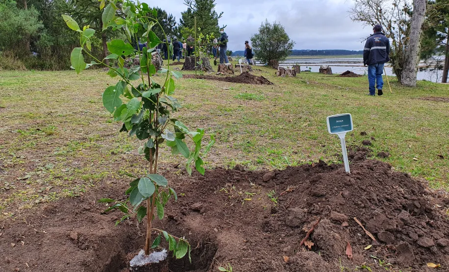 Dia da árvore - 2020