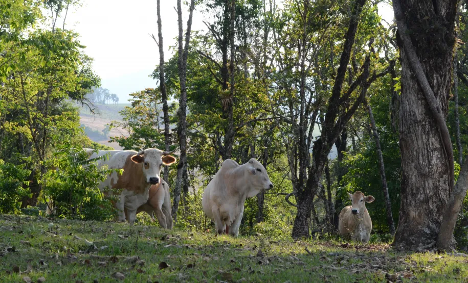Propriedade - Foto: Divulgação SEDEST