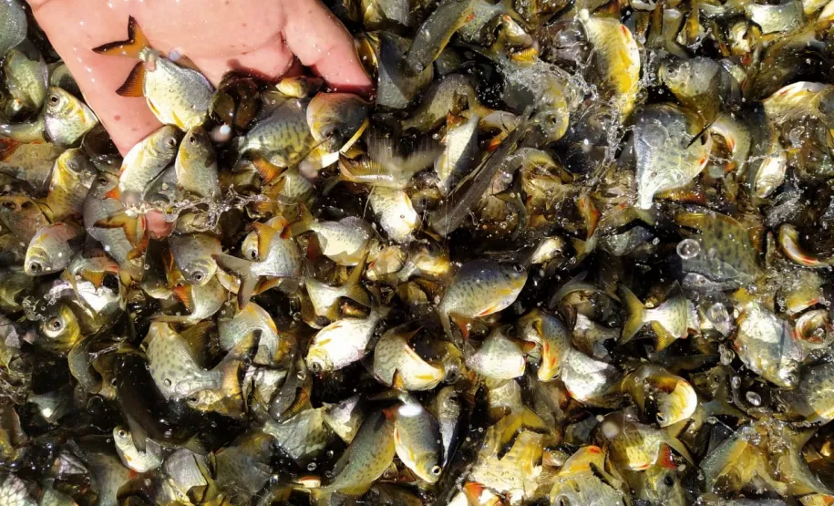 Alevinos. Foto: Divulgação SEDEST.