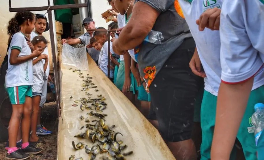 Soltura de alevinos. Foto: Divulgação SEDEST.