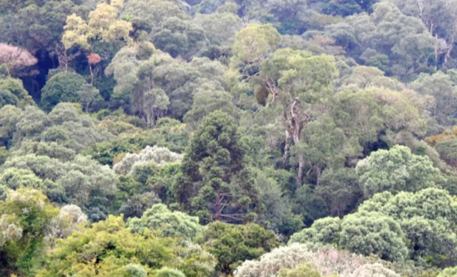 ESTAÇÃO ECOLÓGICA MUNICIPAL FELIPPE PAULO RICKLI