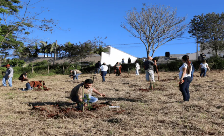 Plantio de mudas nativas