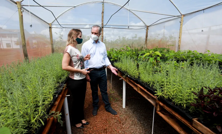 Viveiro de Mudas na CPIM.