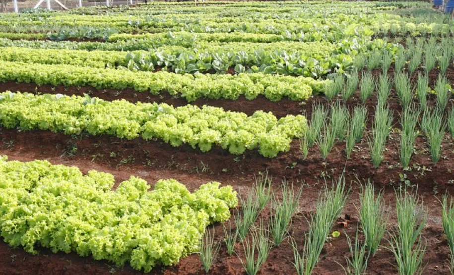 Fonte: Prefeitura de Maringá