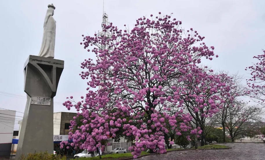 IPE ROSA PRAÇA DA SANTA
