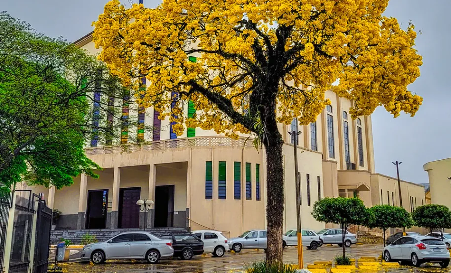 IPE AMARELO NA MATRIZ