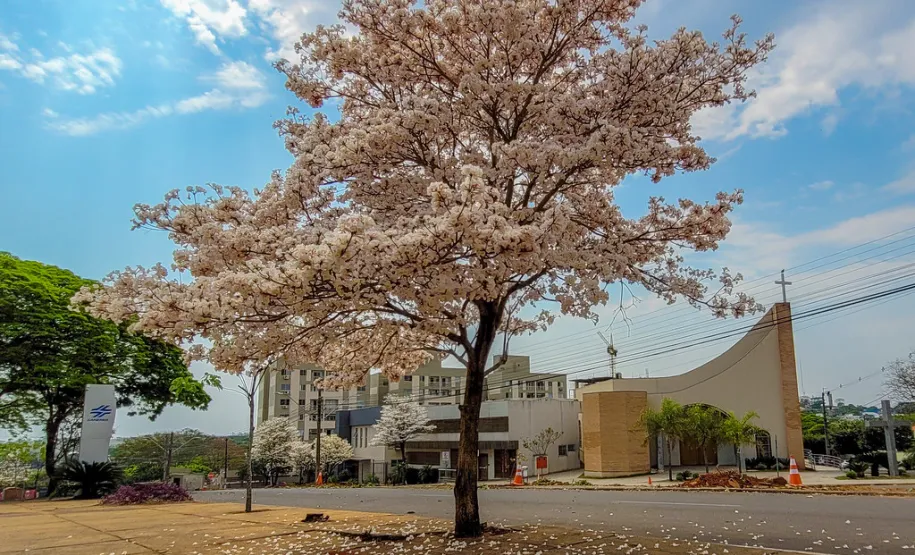 IPE BRANCO NA PAROQUIA SÃO JOSE OPERARIO