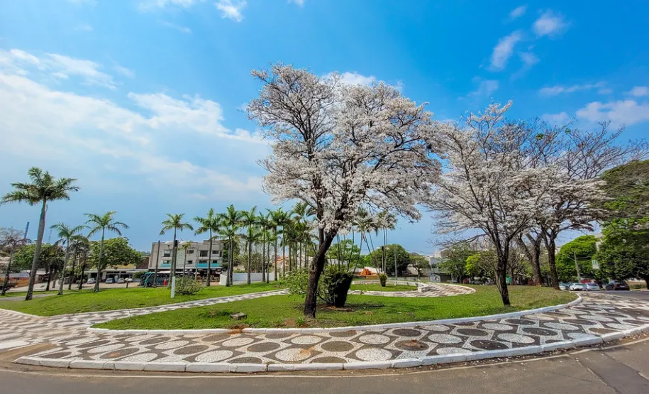 IPE BRANCO NA PRAÇA PORTUGAL